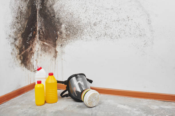 Professional Mold Removal in Mcloud, OK