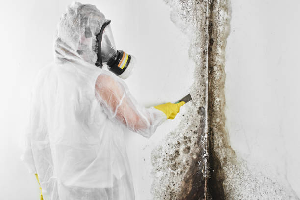 Best Local Mold Removal Service  in Mcloud, OK