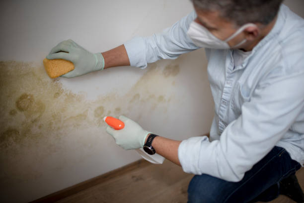 Mold Testing and Removal in Mcloud, OK