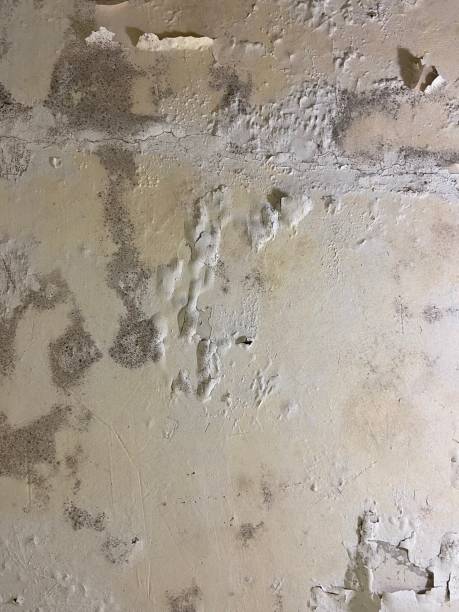 Best Mold Testing and Removal  in Mcloud, OK