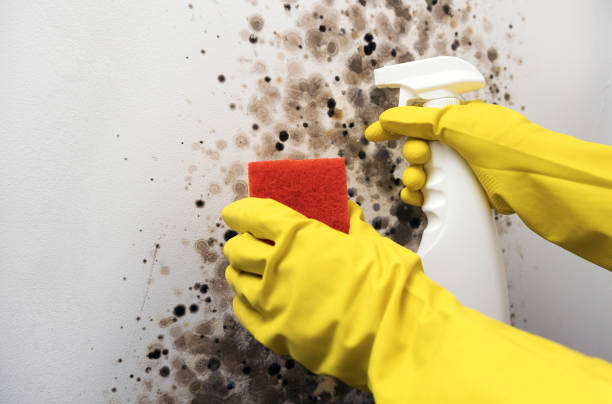Best Home Mold Removal  in Mcloud, OK