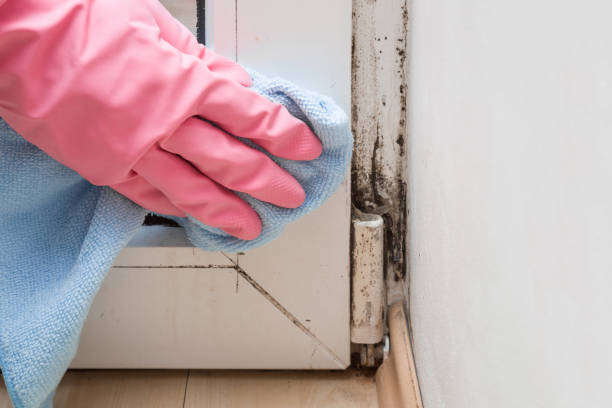 Mold Removal and Inspection in Mcloud, OK